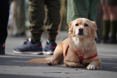 У Миколаєві відкрили пластовий рік: новим учасникам вручили хустки та патчі У Миколаєві відкрили пластовий рік: новим учасникам вручили хустки та патчі