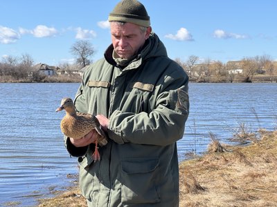 На Полтавщині лісівники випустили близько сотні диких качок у мисливські угіддя: для чого це роблять На Полтавщині лісівники випустили близько сотні диких качок у мисливські угіддя: для чого це роблять