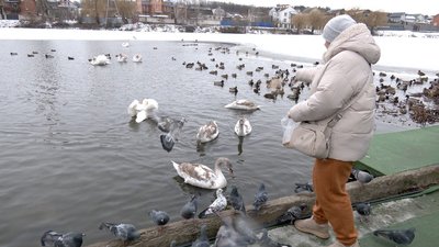 "Для них не так страшний холод, як голод": як у Вінниці на Вишенському озері зимують лебеді "Для них не так страшний холод, як голод": як у Вінниці на Вишенському озері зимують лебеді