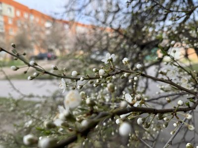 Через квітневі заморозки на Полтавщині померзли абрикоси: чи буде врожай 2025-го року Через квітневі заморозки на Полтавщині померзли абрикоси: чи буде врожай 2025-го року