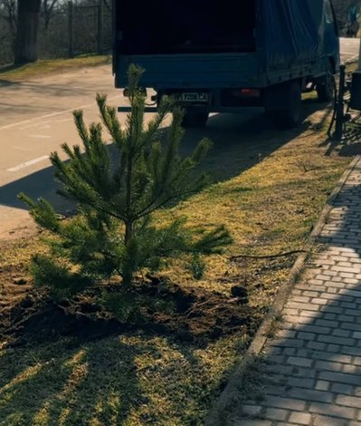 В Одесі висадили 1000 сосен уздовж Траси здоров’я