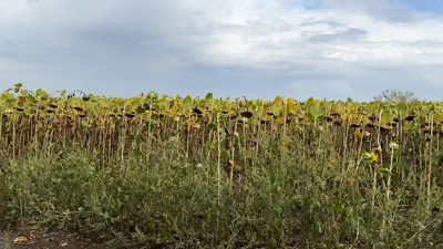 Посівна озима пшениця сільське господарство фермерство прифронтова Іллінівська громада Донецька область 10 вересня 2024 рік Посівна озима пшениця сільське господарство фермерство прифронтова Іллінівська громада Донецька область 10 вересня 2024 рік