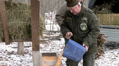 "Вони вже звикають до цього": як черкаські лісничі підгодовують тварин взимку "Вони вже звикають до цього": як черкаські лісничі підгодовують тварин взимку