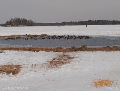 Порятунок птахів. Нобельський НПП Порятунок птахів. Нобельський НПП