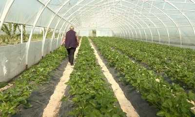 На Черкащині у теплицях стигне полуниця: яким очікують врожай На Черкащині у теплицях стигне полуниця: яким очікують врожай