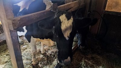 Село Сергіївка Удачненська громада корови Донецька область 18 грудня 2024 рік Село Сергіївка Удачненська громада корови Донецька область 18 грудня 2024 рік