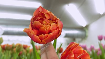 Тюльпан махровий Тюльпан махровий