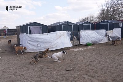 "Ми не переселенці — нас вигнали з дому": історія Вікторії Жидкової, яка рятує тварин з Донеччини "Ми не переселенці — нас вигнали з дому": історія Вікторії Жидкової, яка рятує тварин з Донеччини