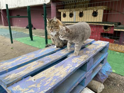 "Котячий рай" під балконом. Херсонка облаштувала простір для пухнастих у дворі будинку "Котячий рай" під балконом. Херсонка облаштувала простір для пухнастих у дворі будинку