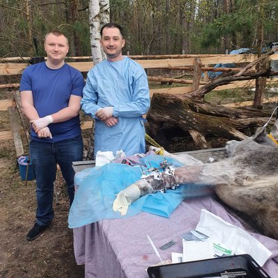 лікар, ортопед-травматолог, хірург, корова, травма, вибухи, Київщина лікар, ортопед-травматолог, хірург, корова, травма, вибухи, Київщина