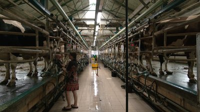 До 60 літрів молока на день: в чому секрет продуктивності корів на Чернігівщині До 60 літрів молока на день: в чому секрет продуктивності корів на Чернігівщині