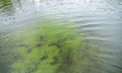 Водорості хлорели