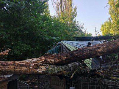 Дерево впало на дах вольєру у притулку "Щасливий пес" Дерево впало на дах вольєру у притулку "Щасливий пес"