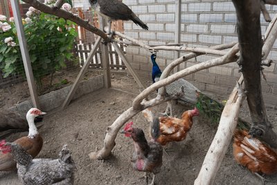 Єноти, лисиці, павич: як херсонський притулок став домом для екзотичних тварин Єноти, лисиці, павич: як херсонський притулок став домом для екзотичних тварин
