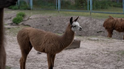 Арнольд, Ванька, Любава та Софі: у Менському зоопарку на Чернігівщині з'явилися нові жителі Арнольд, Ванька, Любава та Софі: у Менському зоопарку на Чернігівщині з'явилися нові жителі