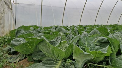У Заріччі на Закарпатті почали збирати ранню капусту У Заріччі на Закарпатті почали збирати ранню капусту