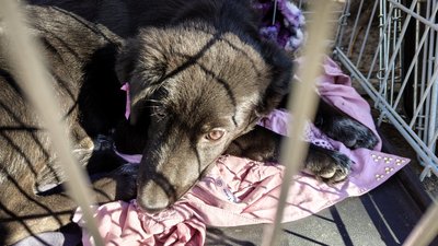 Тваринки дім Тваринки дім