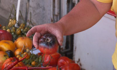 Сорти, насіння, вирощування помідорів Сорти, насіння, вирощування помідорів