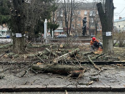 "Рано чи пізно воно впаде": у центрі Полтави спиляли аварійні дерева "Рано чи пізно воно впаде": у центрі Полтави спиляли аварійні дерева