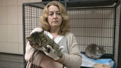 Евакуйовані з прифронтових зон: у Черкасах коти шукають нові родини Евакуйовані з прифронтових зон: у Черкасах коти шукають нові родини