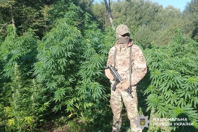 Наркобізнес у лісі: на Вінниччині знайшли понад тисячу кущів конопель Наркобізнес у лісі: на Вінниччині знайшли понад тисячу кущів конопель