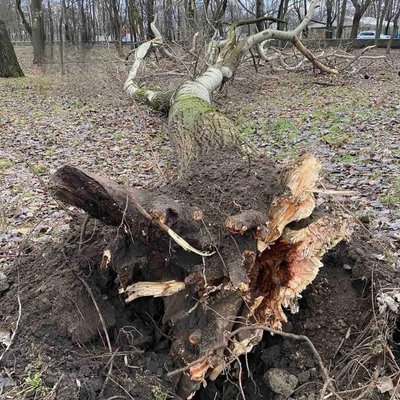 Два повністю перекрили рух: у Черкасах від сильного вітру впали кілька дерев Два повністю перекрили рух: у Черкасах від сильного вітру впали кілька дерев