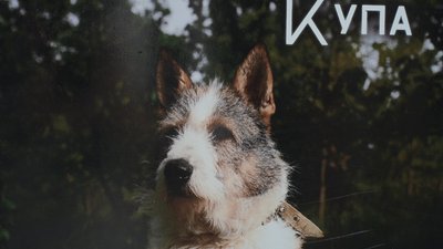 Сумські зоозахисники показали підопічних собак на фотовиставці Сумські зоозахисники показали підопічних собак на фотовиставці
