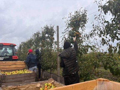 "Були дві ночі сильних заморозків": як весняні морози вплинули на врожай груш на Черкащині "Були дві ночі сильних заморозків": як весняні морози вплинули на врожай груш на Черкащині