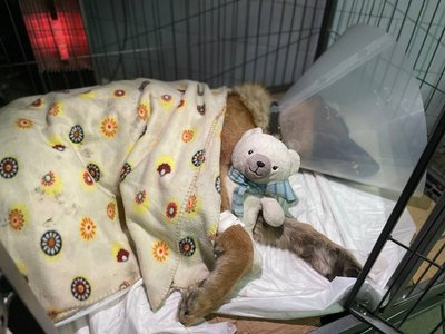 Евакуація тварин з прифронтових територій: який алгоритм та чи може людина вивезти улюбленця самостійно Евакуація тварин з прифронтових територій: який алгоритм та чи може людина вивезти улюбленця самостійно