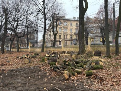У парку Шевченка в Чернівцях цьогоріч зрізали приблизно 50 дерев: чому це зробили У парку Шевченка в Чернівцях цьогоріч зрізали приблизно 50 дерев: чому це зробили