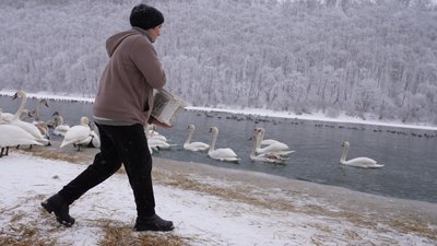 Любов Леськів, лебедів Любов Леськів, лебедів