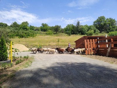 Вівці Вівці