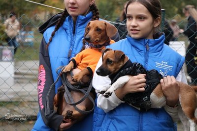 Зібрав 350 учасників: у Дніпрі пройшов міський кінологічний фестиваль "Гав-Гав фест 2024" Зібрав 350 учасників: у Дніпрі пройшов міський кінологічний фестиваль "Гав-Гав фест 2024"
