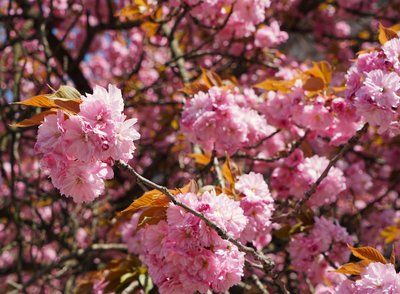"Sakura train": в Україні планують запустити новий флагманський поїзд "Київ — Ужгород" "Sakura train": в Україні планують запустити новий флагманський поїзд "Київ — Ужгород"