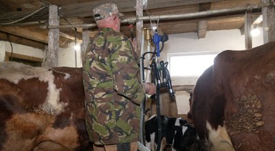 Працюємо "у нуль". Чому у Чернівецькій області зменшується кількість великої рогатої худоби Працюємо "у нуль". Чому у Чернівецькій області зменшується кількість великої рогатої худоби