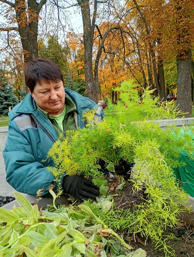 У Харкові почали готувати клуби до зими: прибирають з вазонів однорічні квіти У Харкові почали готувати клуби до зими: прибирають з вазонів однорічні квіти