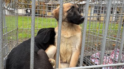 У Миколаєві шукали нових господарів котам та собакам