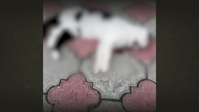 Скинули кота з 9 поверху: у Чернігові оштрафували матір другої дівчинки Скинули кота з 9 поверху: у Чернігові оштрафували матір другої дівчинки