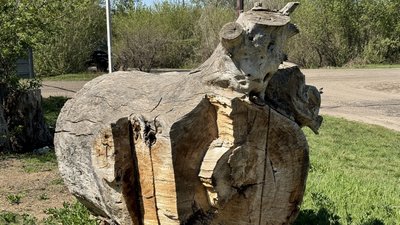 Спиляна тополя Довга Балка Іллінівська громада Донецька область 21 квітня 2025 рік Спиляна тополя Довга Балка Іллінівська громада Донецька область 21 квітня 2025 рік