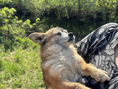 “Більше в погребі, ніж у хаті”. Історія переселенців з Краснопілля
