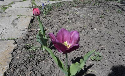 Я їхала в один кінець: історія вимушеної переселенки з Донеччини, яка господарює на Черкащині Я їхала в один кінець: історія вимушеної переселенки з Донеччини, яка господарює на Черкащині