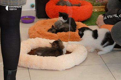 Двоє кошенят загинули: в Одесі вилучили тварин із котокафе після скандалу з "орендою" котів Двоє кошенят загинули: в Одесі вилучили тварин із котокафе після скандалу з "орендою" котів
