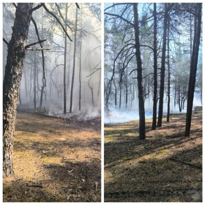 На Полтавщині зайнялася лісова підстилка на двох гектарах