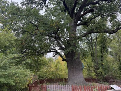700-річний дуб у національному парку "Святі гори" Донецька область 19 вересня 2025 рік 700-річний дуб у національному парку "Святі гори" Донецька область 19 вересня 2025 рік
