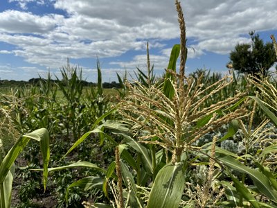 "Врожаї можуть бути нижчими на 25-30%". Як спека вплинула на врожаї Сумщини