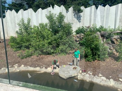 У Черкаському зоопарку ведмедів годуюють морозивом У Черкаському зоопарку ведмедів годуюють морозивом
