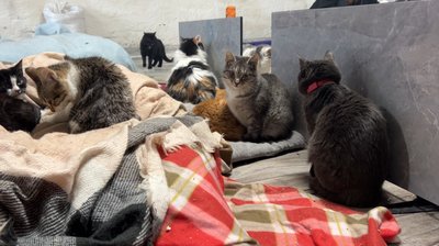 "Вони кричать, коли замерзають": як зооволонтери рятують котів від холоду на Рівненщині "Вони кричать, коли замерзають": як зооволонтери рятують котів від холоду на Рівненщині