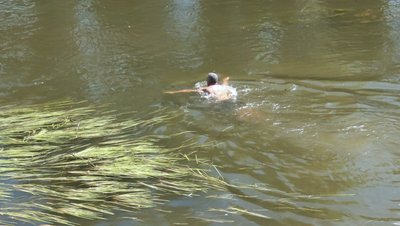 Водорості плутають ноги: в якому центральний пляж Луцька та що говорять місцеві жителі Водорості плутають ноги: в якому центральний пляж Луцька та що говорять місцеві жителі