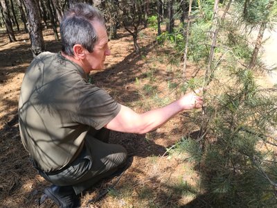 Для боротьби з лісовими пожежами на Дніпропетровщині створили 400 кілометрів протипожежних смуг: як це працює Для боротьби з лісовими пожежами на Дніпропетровщині створили 400 кілометрів протипожежних смуг: як це працює