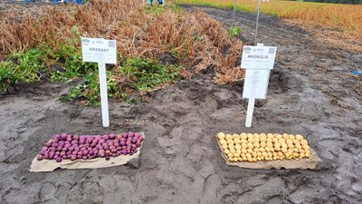 "Містерія", "Фотинія", "Магнолія": на Волині під час "Дня поля" презентували 79 сортів картоплі "Містерія", "Фотинія", "Магнолія": на Волині під час "Дня поля" презентували 79 сортів картоплі